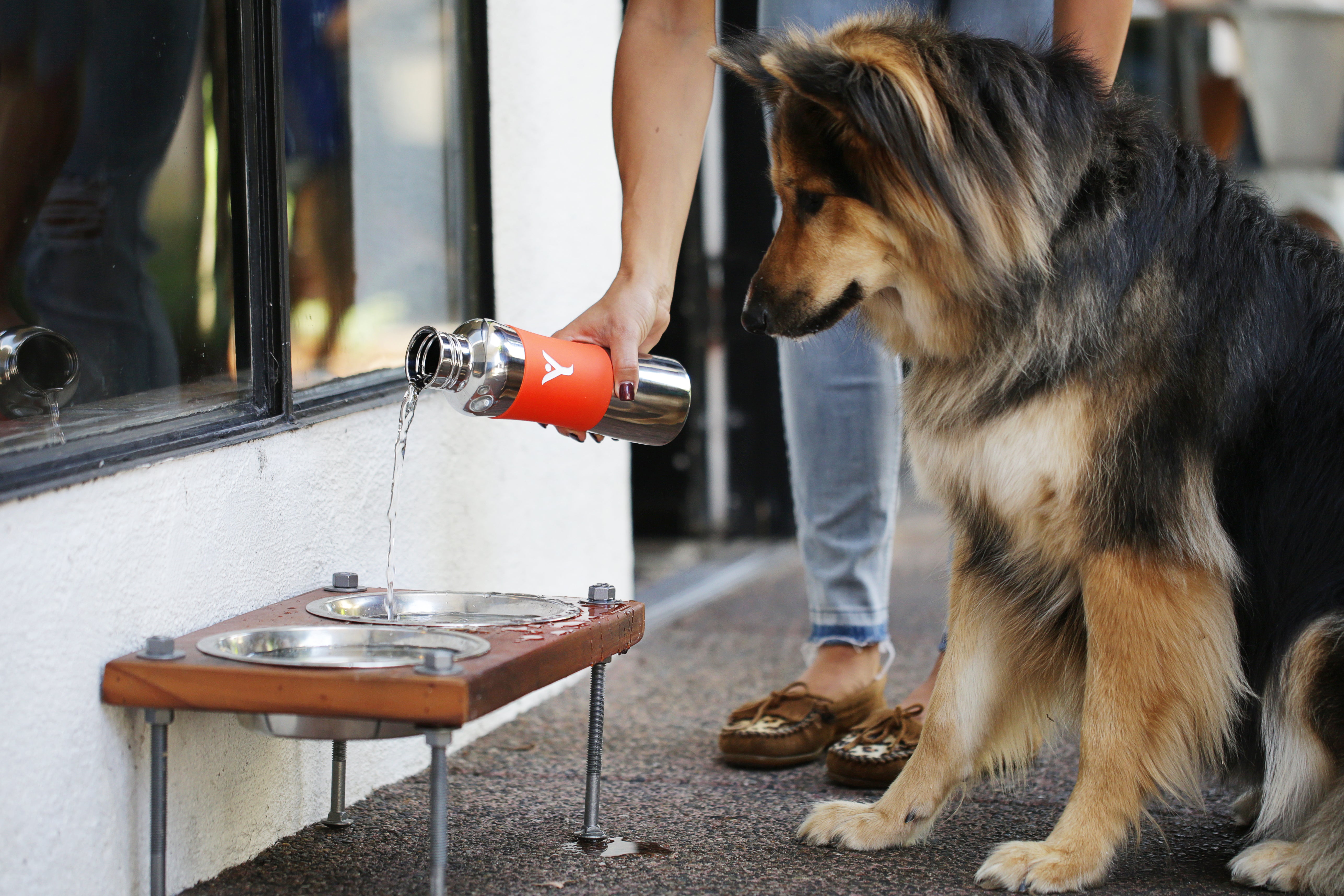 Dog waiting for his plate to be filled with water