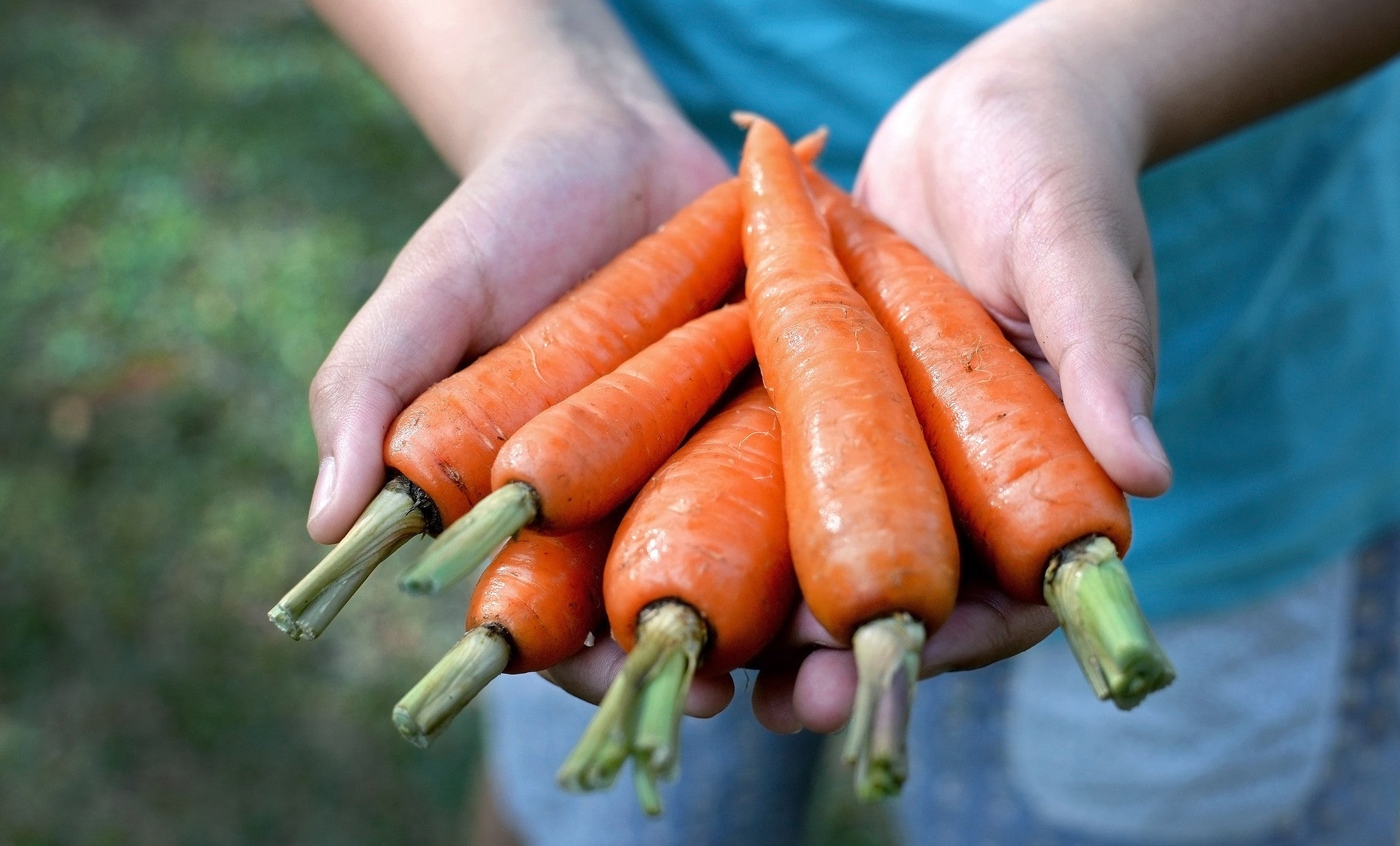 Eat a Carrot a Day